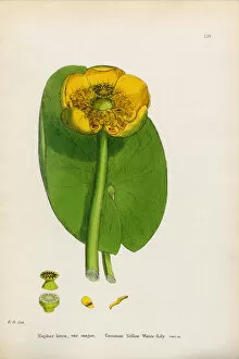 Images Dated 13th January 2017: Common Yellow Waterlily, Nuphar lutea, Victorian Botanical Illustration, 1863