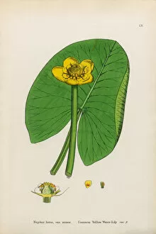 Images Dated 13th January 2017: Common Yellow Waterlily, Nuphar lutea, Victorian Botanical Illustration, 1863