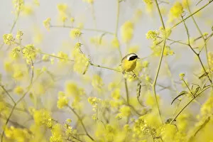 Common Yellowthroat Perched in Wild Mustard