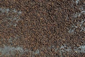 Picture Detail Gallery: Almost completely dried cloves -Syzygium aromaticum- laid out to dry, Munduk, Bali, Indonesia