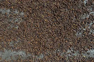 Picture Detail Prints: Almost completely dried cloves -Syzygium aromaticum- laid out to dry