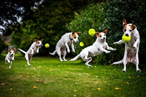 Sequences Collection: Composite of a jumping Jack Russell