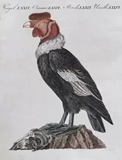 Images Dated 31st December 2017: Condor (Cathartidae), hand-coloured copperplate engraving from Friedrich Justin Bertuch