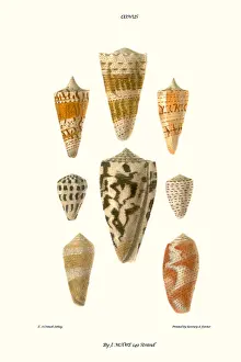 Mollusc Prints: cone shells