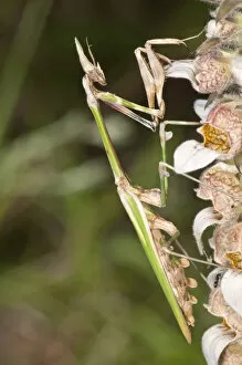 Conehead Mantis -Empusa pennata-, female, Lake Kerkini region, Greece, Europe