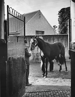 Stable Prints: Coneyburrow