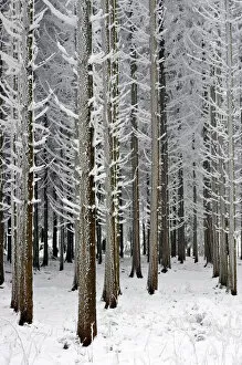 Images Dated 16th January 2010: Coniferous forest covered with frost, Lindenberg, Switzerland, Europe