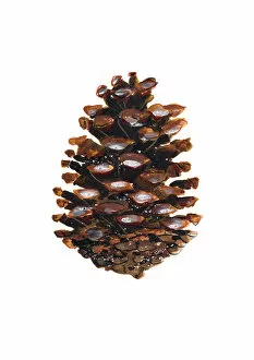 Images Dated 16th May 2017: coniferous, nobody, pine, pinecone, plain background