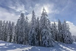 Images Dated 6th February 2013: Coniferous trees on the edge of the forest with snow and hoarfrost, Brixen im Thale