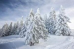Images Dated 6th February 2013: Coniferous trees with snow and hoarfrost, Brixen im Thale, Brixen Valley, Tyrol, Austria