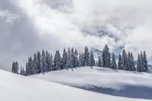 Coniferous trees with snow and hoarfrost, Brixen im Thale, Brixen Valley, Tyrol, Austria