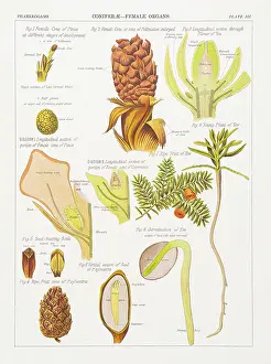 Conifers Chromolithography 1883