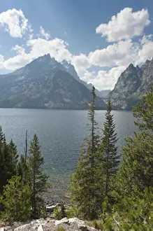 Mountain Lake Prints: Conifers, Coastal Pine or Lodgepole Pine -Pinus contorta subsp