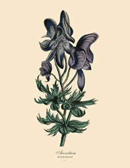 Images Dated 28th March 2016: conitum or Monkshood Plant, Victorian Botanical Illustration