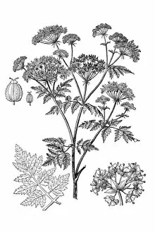 Plant Stem Gallery: Conium maculatum (hemlock, poison hemlock)