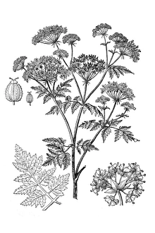 Images Dated 3rd February 2017: Conium maculatum (hemlock, poison hemlock)