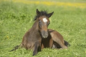 Images Dated 14th May 2013: Connemara pony foal, Bavaria, Germany