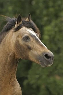 Images Dated 9th August 2012: Connemara Pony, stallion, Dun, Bavaria, Germany