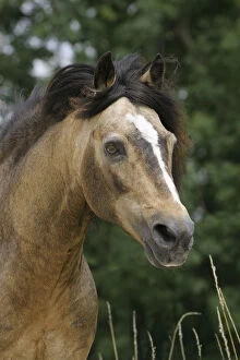 Connemara Pony stallion, Dun, Bavaria, Germany