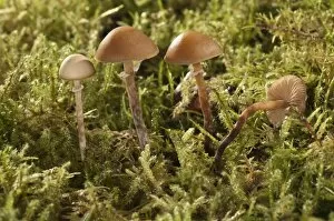 Images Dated 20th November 2011: Conocybe teneroides mushrooms, Untergroeningen, Baden-Wuerttemberg, Germany, Europe