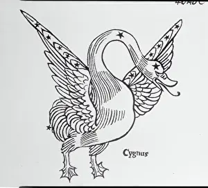 Constellation of Cygnus