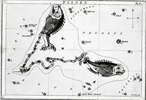 Pisces Prints: Constellation Pisces; Fish; Engraving