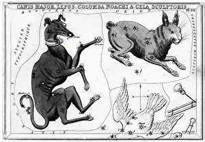Rabbit Prints: Constellations Canis Major & Lepus