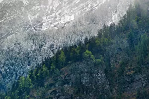 Deep Snow Collection: The contrast of pine tree (green&white) Hallstatt, Austria