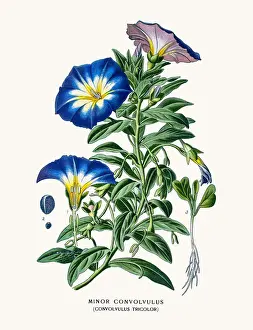 Convolvulus, Morning Glory