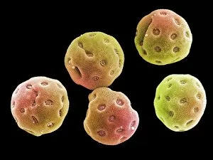Images Dated 17th August 2019: Convolvulus pollen grains, SEM