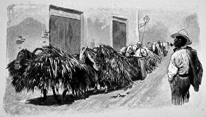 Images Dated 20th December 2017: Convoy of sugar cane - 1896