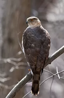 Images Dated 4th April 2010: Coopers Hawk
