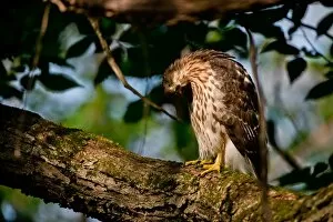 Images Dated 8th July 2014: Coopers Hawk