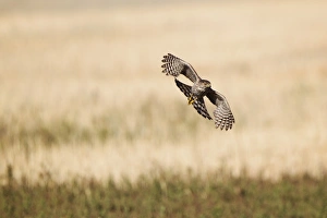 Images Dated 10th May 2013: Coopers Hawk on the Prowl