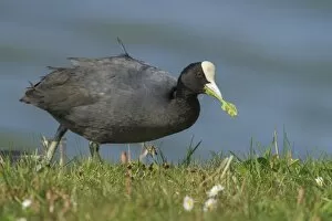 Images Dated 5th April 2012: Coot -Fulica atra-, Texel Island, The Netherlands, Europe