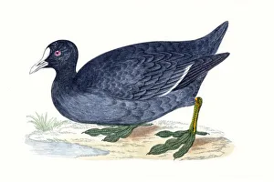 Images Dated 19th May 2016: Coot water migratory bird
