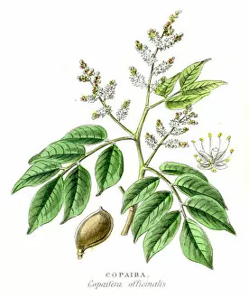 Legume Family Gallery: Copaiba botanical engraving 1857