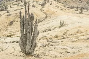 Copao Cactus -Eulychnia breviflora, Eulychnia saint-pieana- covered in lichen, Pan de Azucar National Park