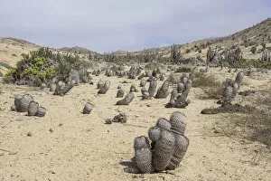 Copiapoa Cacti -Copiapoa columna-albain- growing in a barren landscape, Pan de Azucar National Park, Atacama Region