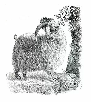 Copper engraving, angora goat