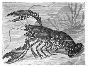 Copper engraving, lobster
