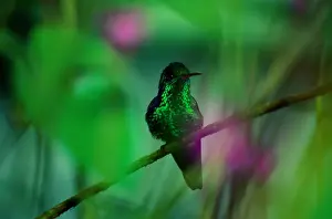 Copper-Rumped Hummingbird (Amazilia Tobaci) on Branch