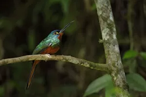 Images Dated 4th April 2017: Coppery-chested Jacamar