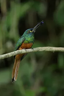 Images Dated 17th September 2017: Coppery-chested Jacamar