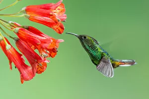 Images Dated 9th May 2012: Coppery-headed Emerald Hummingbird