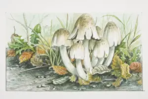 Mushrooms Prints: Coprinus atramenarius, Common Ink-cap mushrooms fruiting in dense cluster