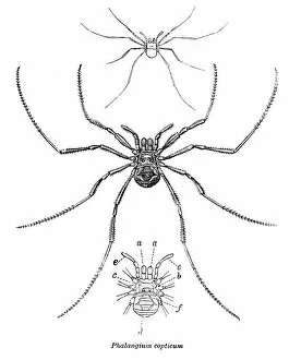 Images Dated 15th April 2017: Copticum spider engraving 1878