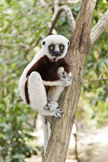 Images Dated 26th May 2013: Coquerels Sifaka or Crowned Sifaka -Propithecus coquereli-, male, sitting on a branch in a forest