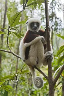 Images Dated 14th May 2013: Coquerels Sifaka or Crowned Sifaka -Propithecus coquereli-, male, sitting on a branch in a forest