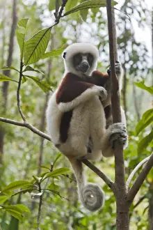 Lemur Prints: Coquerels Sifaka or Crowned Sifaka -Propithecus coquereli